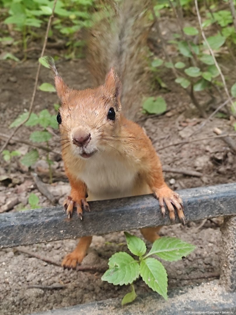 Уроки живой природы... и не только