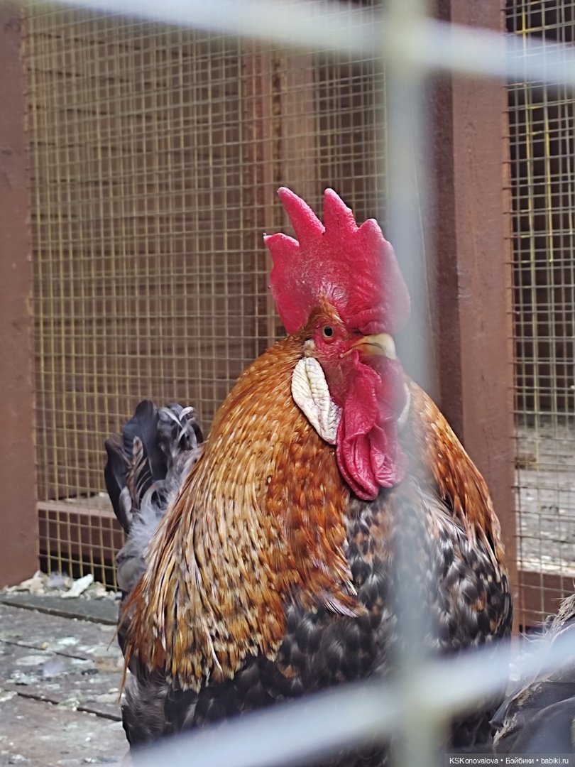 Уроки живой природы... и не только (фото 9)