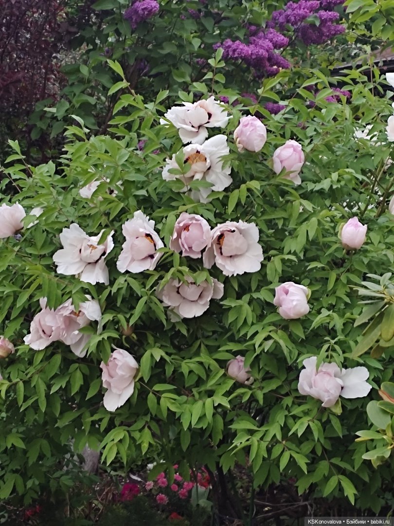 Майская ботаника (немного музыкальная) и Келли. Часть 2 (фото 6)