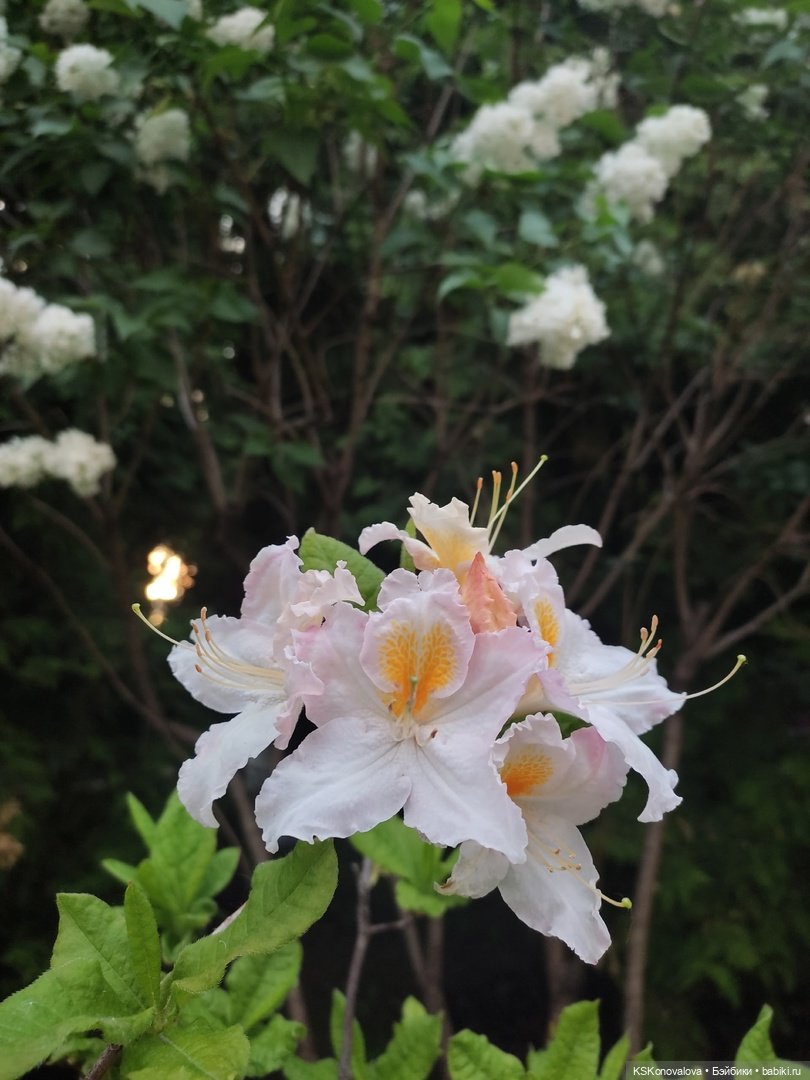 Майская ботаника (немного музыкальная) и Келли. Часть 2 (фото 7)