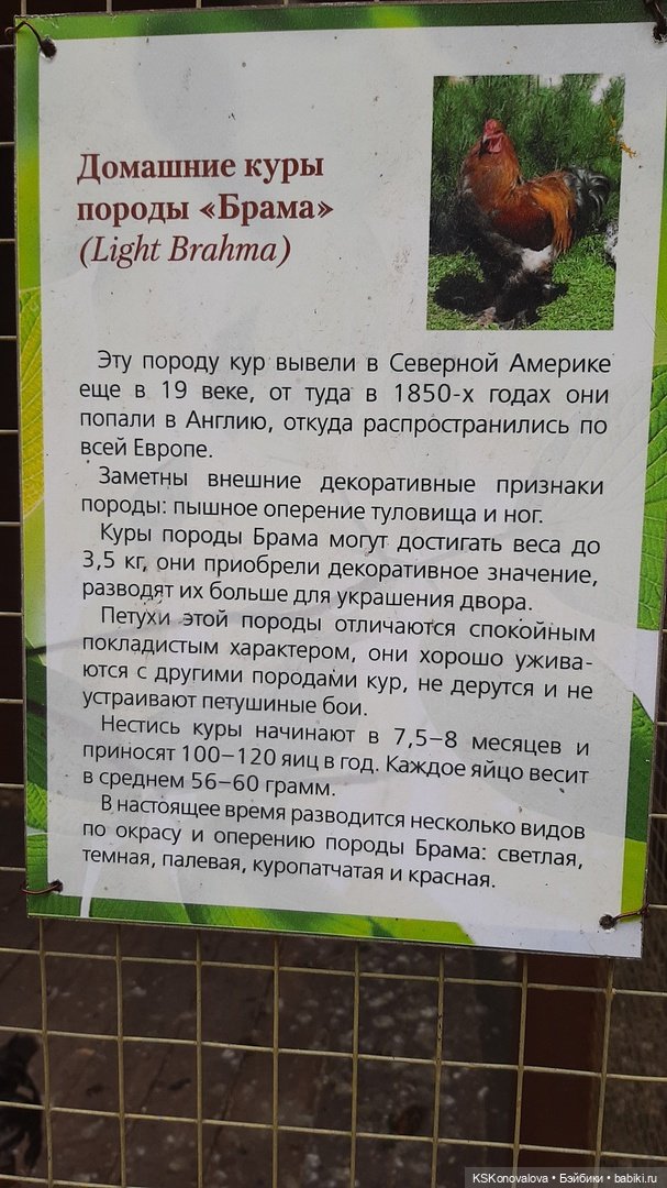 Уроки живой природы... и не только (фото 6)