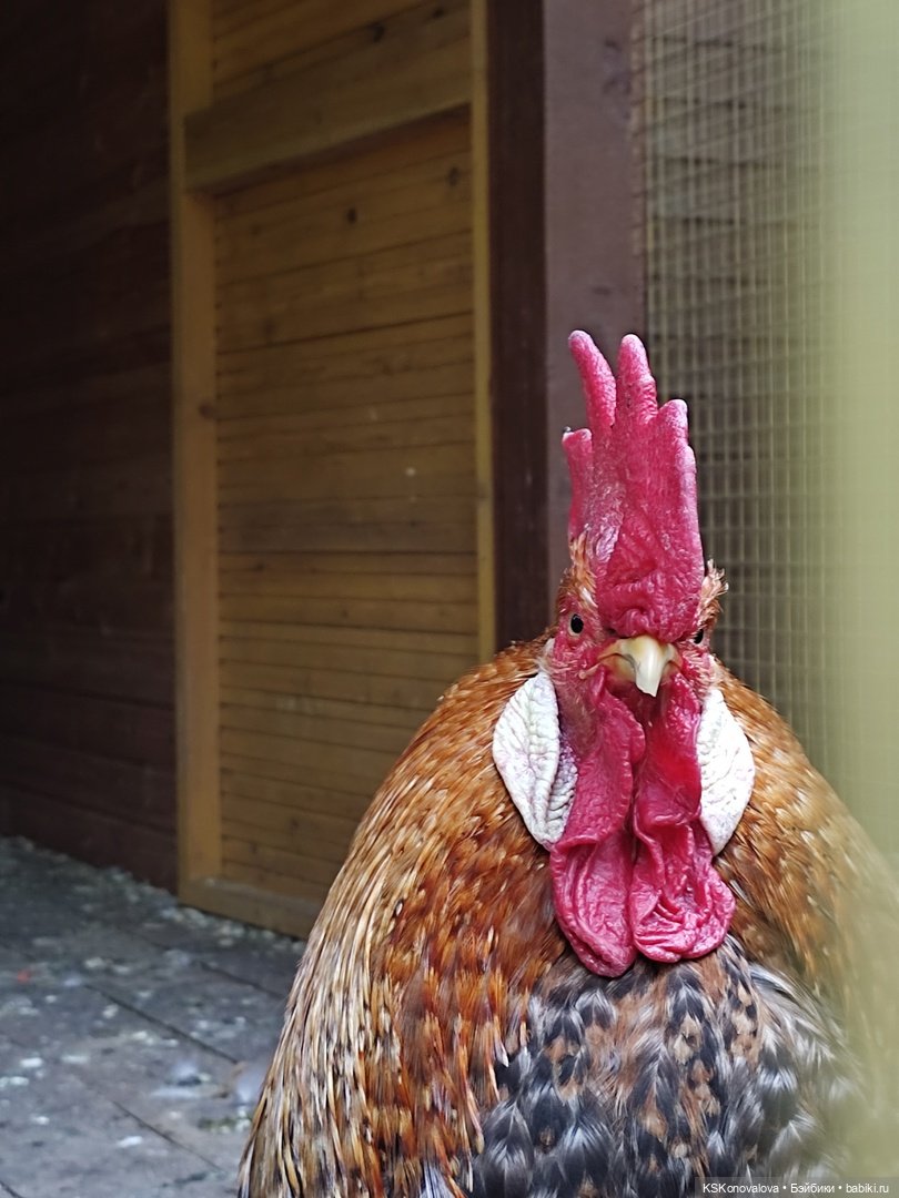 Уроки живой природы... и не только (фото 10)