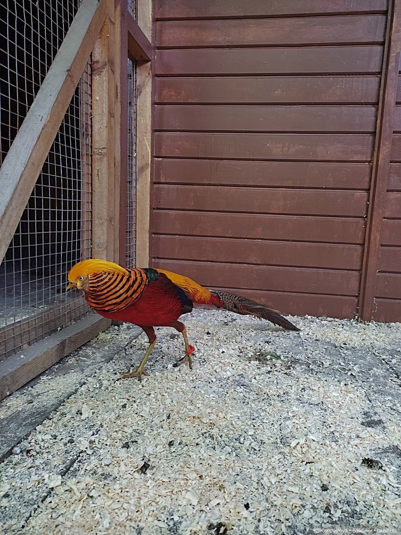 Уроки живой природы... и не только