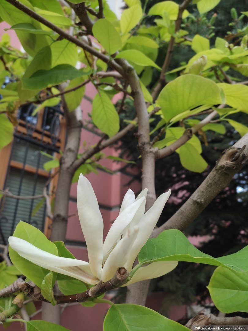 Майская ботаника (немного музыкальная) и Келли. Часть 2 (фото 4)