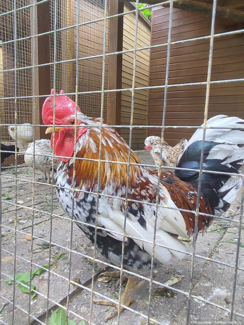 Уроки живой природы... и не только