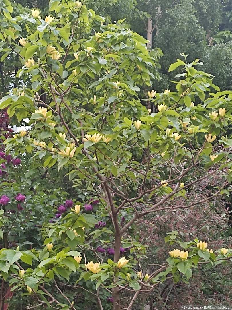 Майская ботаника (немного музыкальная) и Келли. Часть 2 (фото 5)