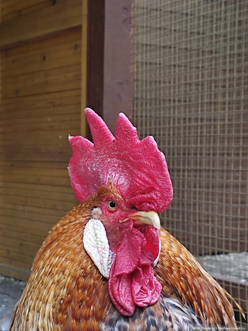 Уроки живой природы... и не только (фото 7)