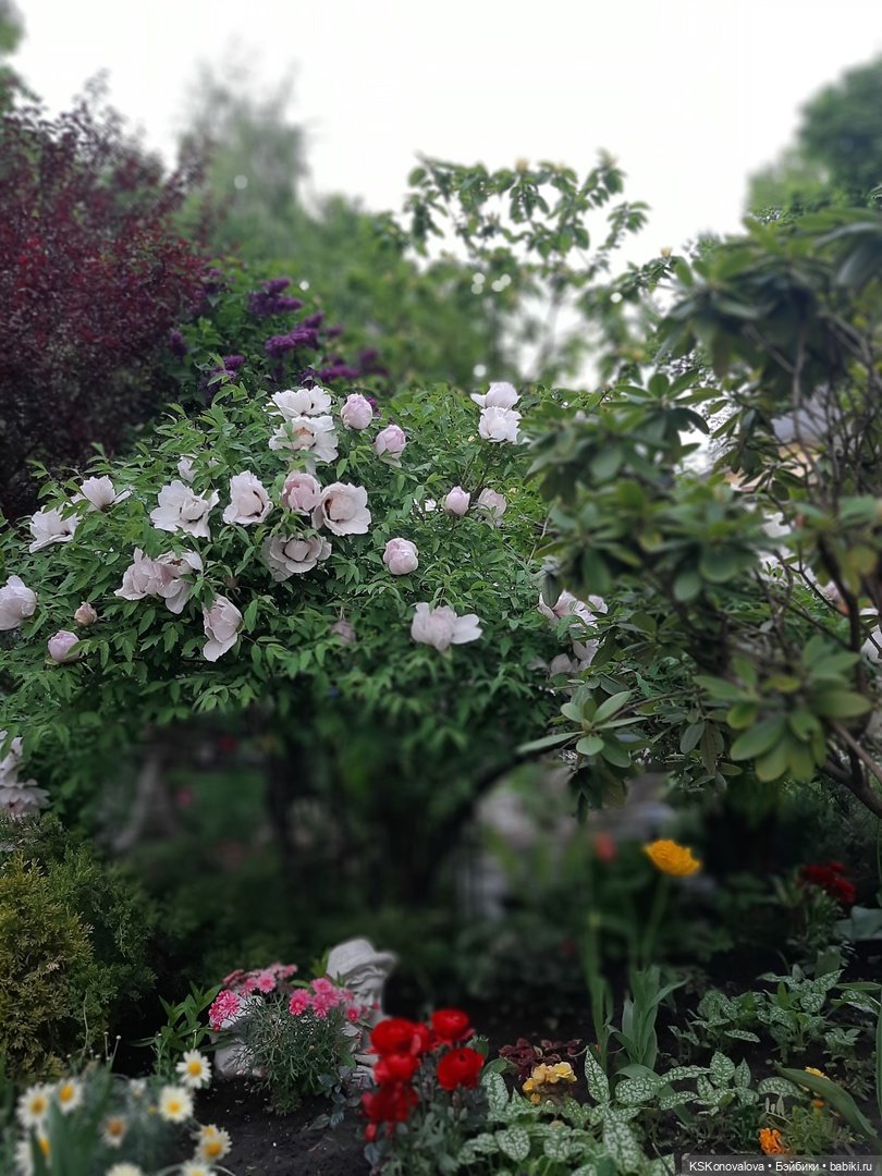 Майская ботаника (немного музыкальная) и Келли. Часть 2 (фото 8)