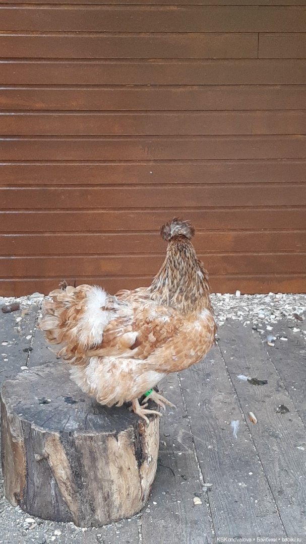 Уроки живой природы... и не только