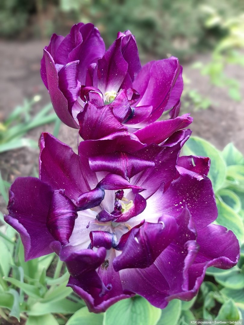 Майская ботаника (немного музыкальная) и Келли. Часть 2