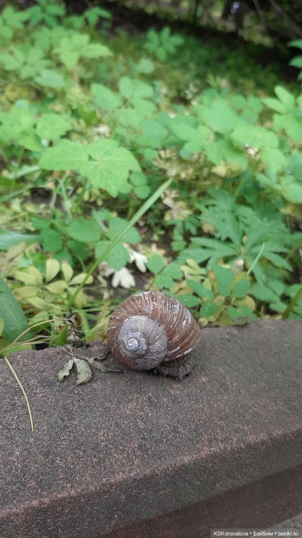 Уроки живой природы... и не только