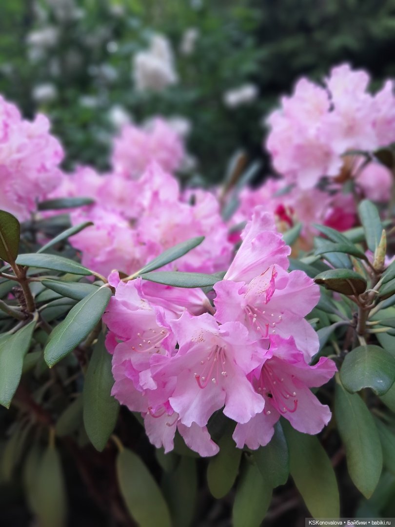 Майская ботаника (немного музыкальная) и Келли. Часть 2 (фото 10)