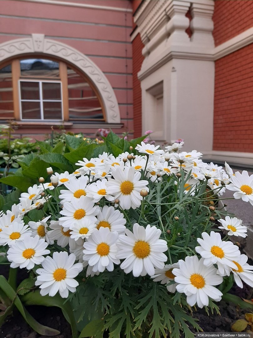 Майская ботаника (немного музыкальная) и Келли. Часть 2