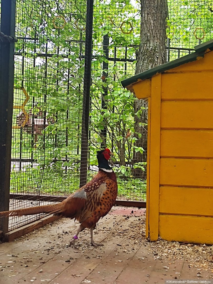 Уроки живой природы... и не только