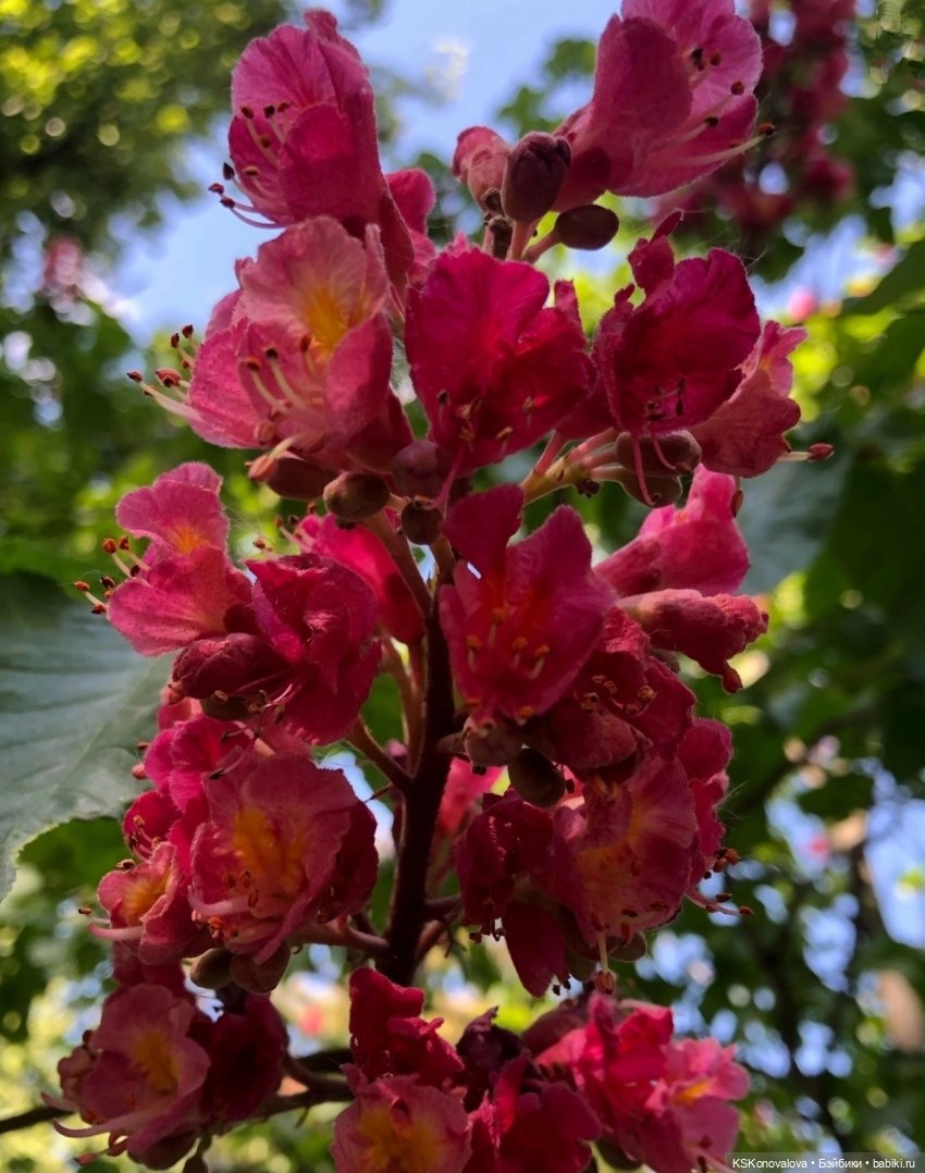 Майская ботаника (немного музыкальная) и Келли. Часть 2