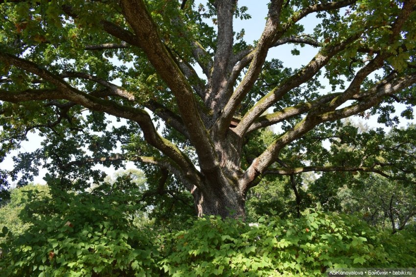 225 лет Александру Сергеевичу Пушкину. Открытие фестиваля (фото 5)