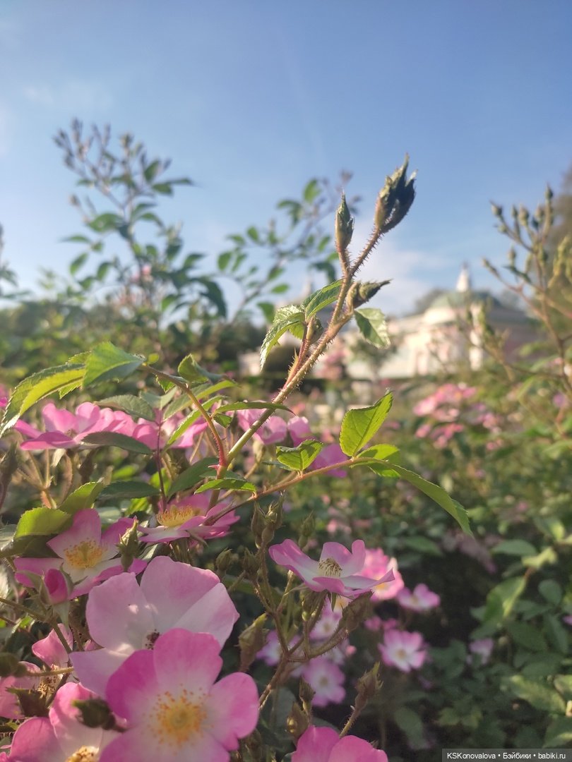 Новый год бывает разный — Культура (фото 4)