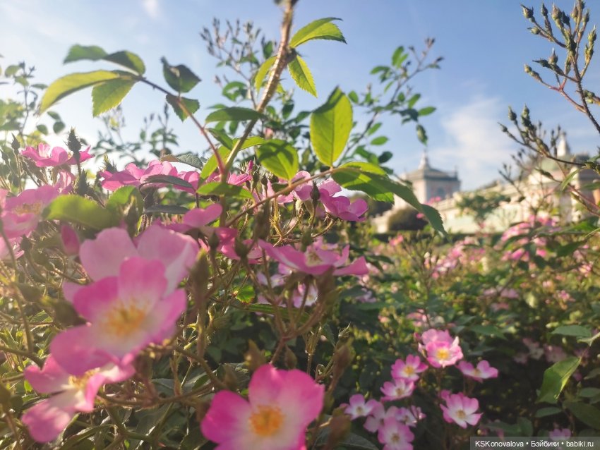 Новый год бывает разный — Культура (фото 5)