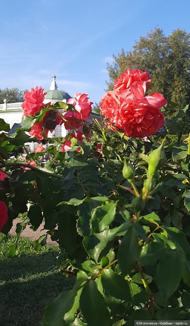 Новый год бывает разный — Культура (фото 10)