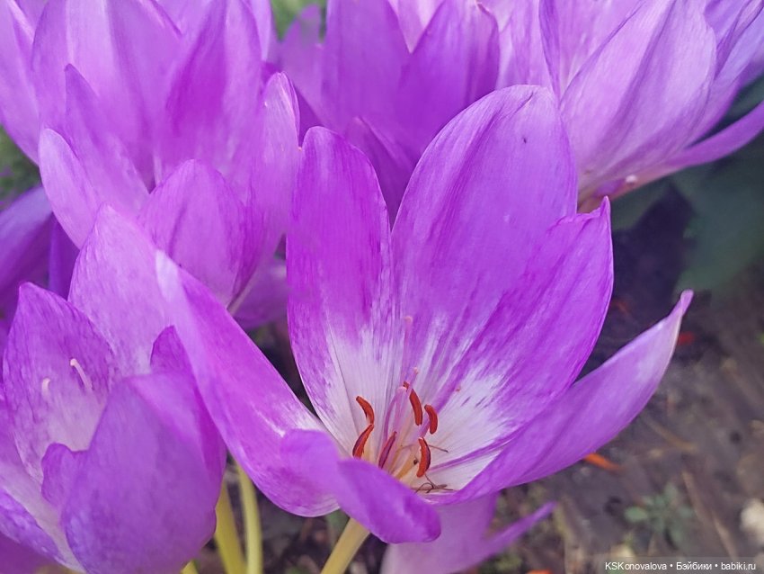 Новый год бывает разный — Культура (фото 9)