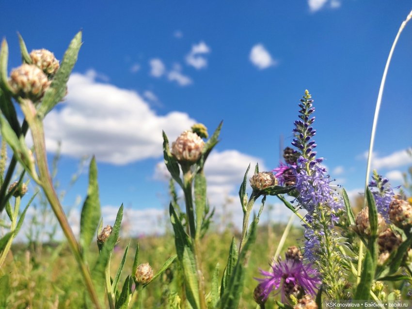 Семейный альбом. Часть первая