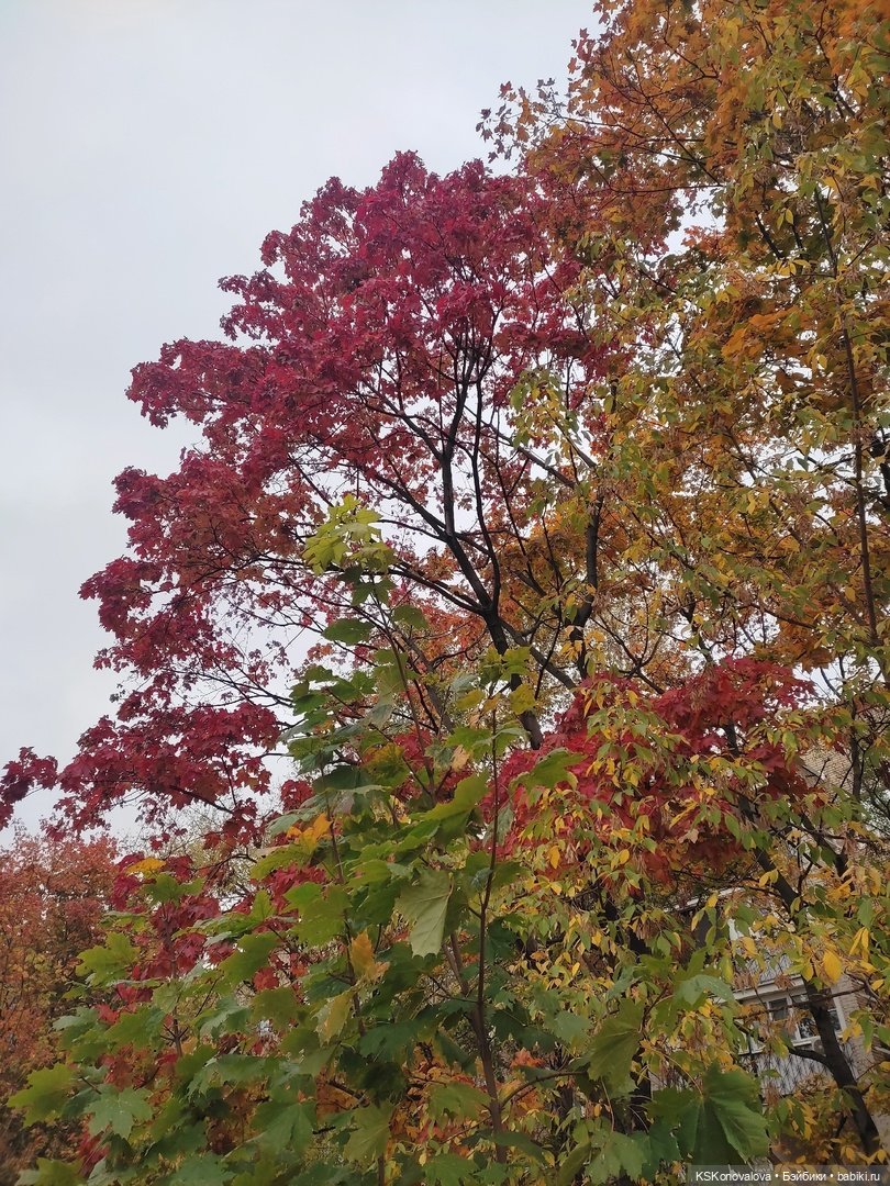 Очей очарованье | Бэйбики Очей очарованье — Куклы Barbie (Барби): Looks