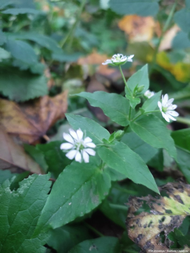 Собираем осенние листья с Анфисой