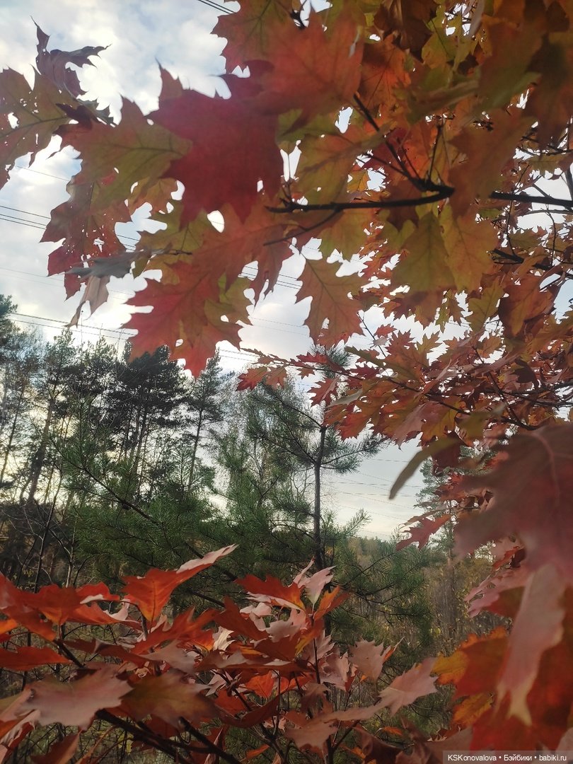 Собираем осенние листья с Анфисой (фото 9)