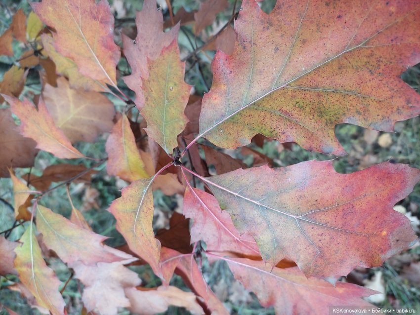 Собираем осенние листья с Анфисой (фото 8)