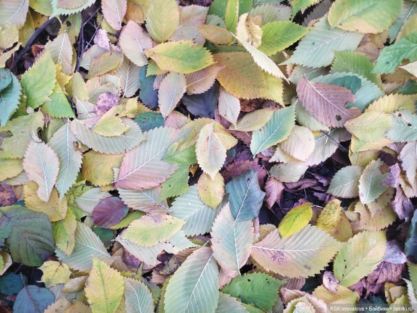 Собираем осенние листья с Анфисой