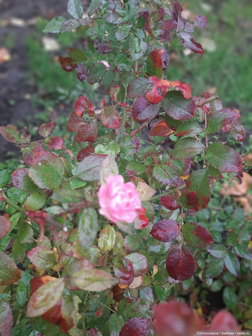 ПЕШКОМ. В 1612 — Куклы Harry Potter (Гарри Поттер) Mattel: Wizarding World