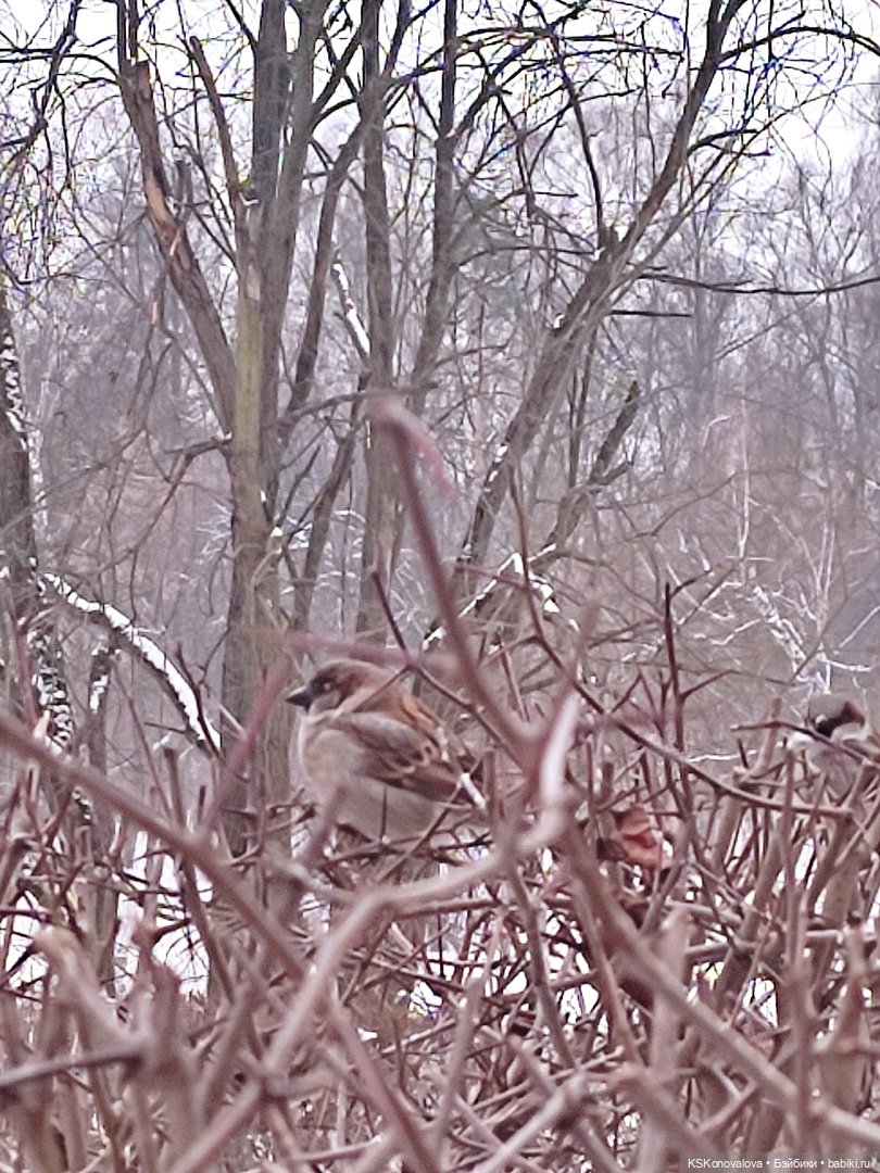 Новогодняя телепрограмма. Кинозарисовка (фото 5)