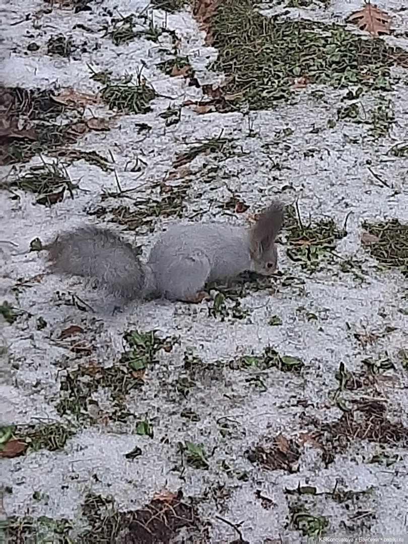 Новогодняя телепрограмма. Кинозарисовка