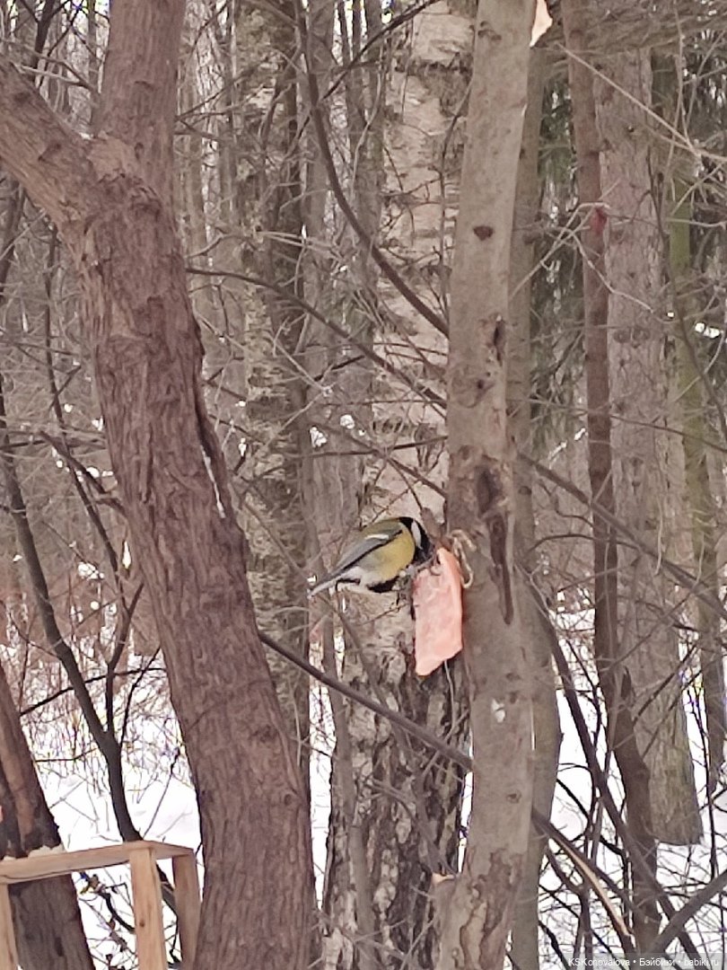 Новогодняя телепрограмма. Кинозарисовка (фото 6)