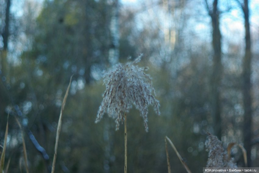Семейный альбом. Лыжню предпенсионерам