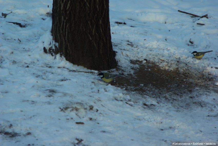 Семейный альбом. Лыжню предпенсионерам