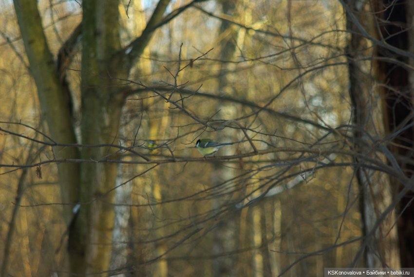 Семейный альбом. Лыжню предпенсионерам