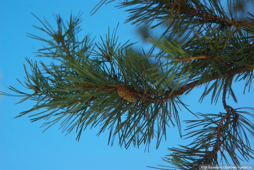 Семейный альбом. Лыжню предпенсионерам