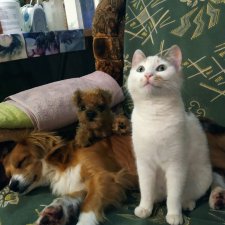 Пополнение семейства или...