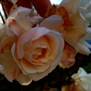 Ноябрьские розы в декабре🌹