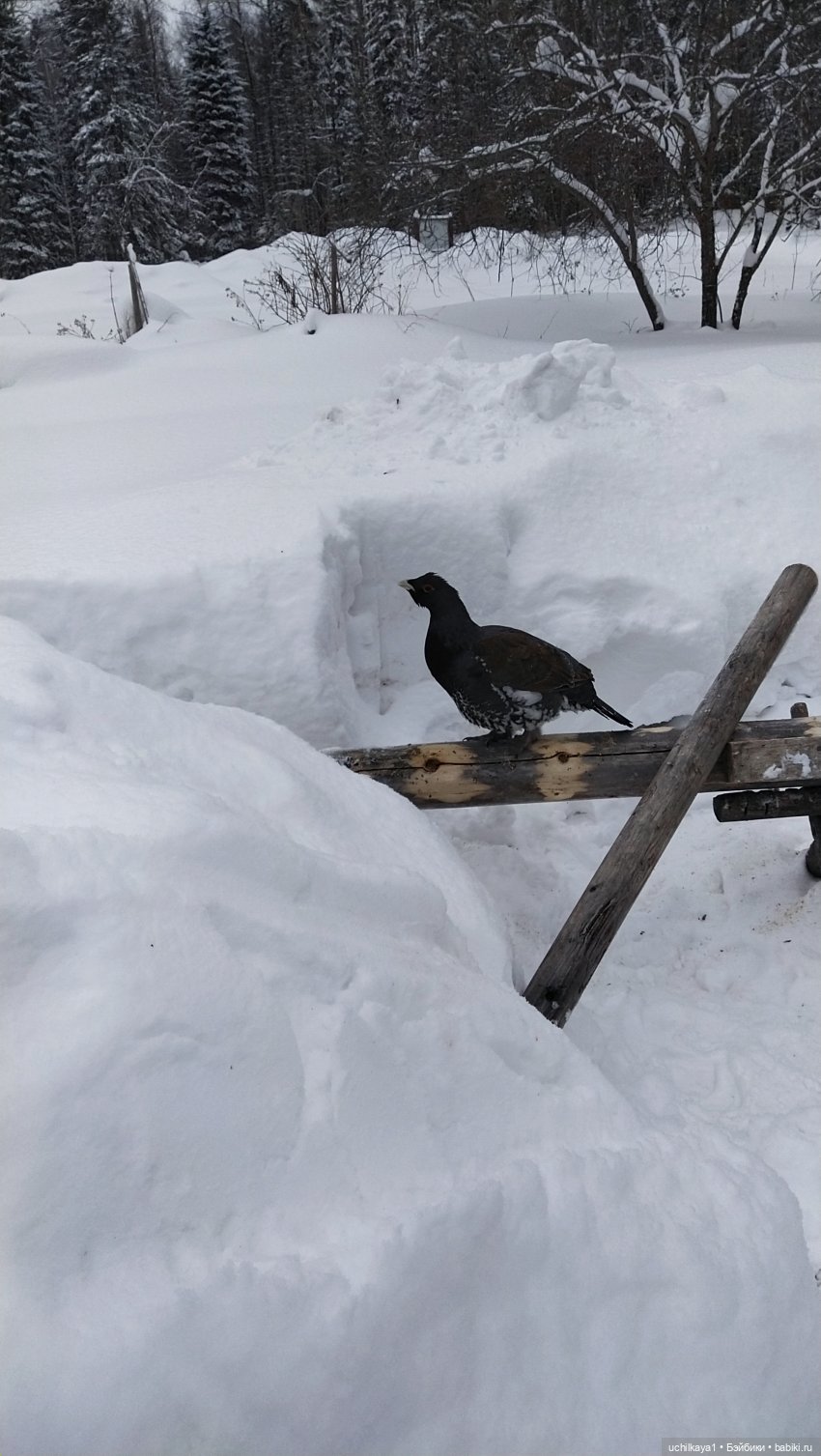 Зимние красоты — Болталка и разговоры обо всем: жизнь (фото 9)