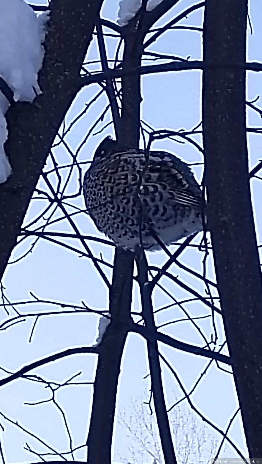 Зимние красоты — Болталка и разговоры обо всем: жизнь