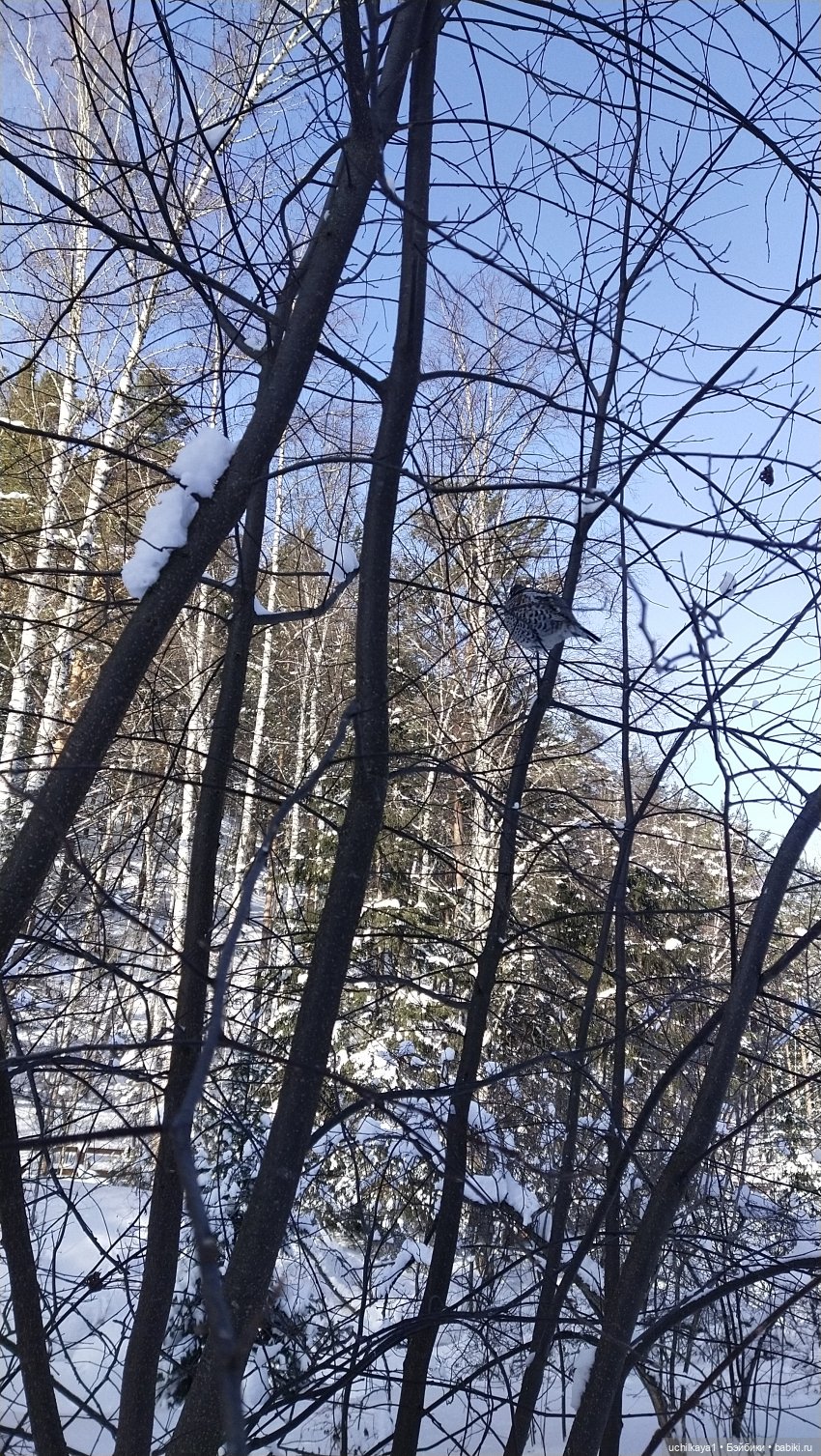 Зимние красоты — Болталка и разговоры обо всем: жизнь