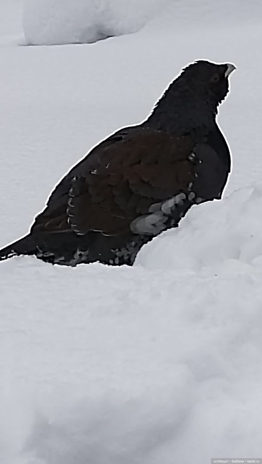 Зимние красоты — Болталка и разговоры обо всем: жизнь (фото 10)