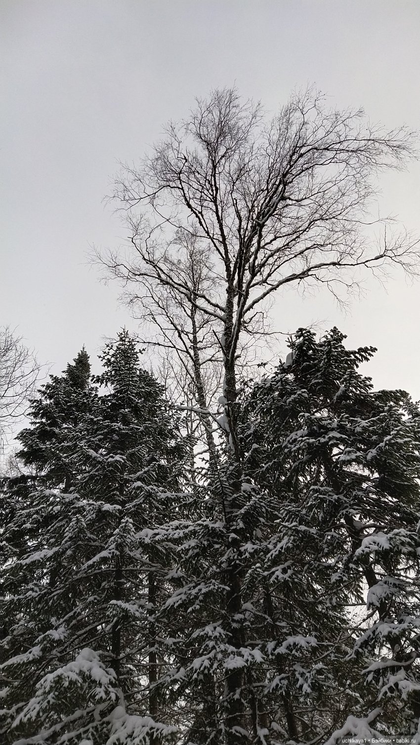 Зимние красоты — Болталка и разговоры обо всем: жизнь (фото 7)