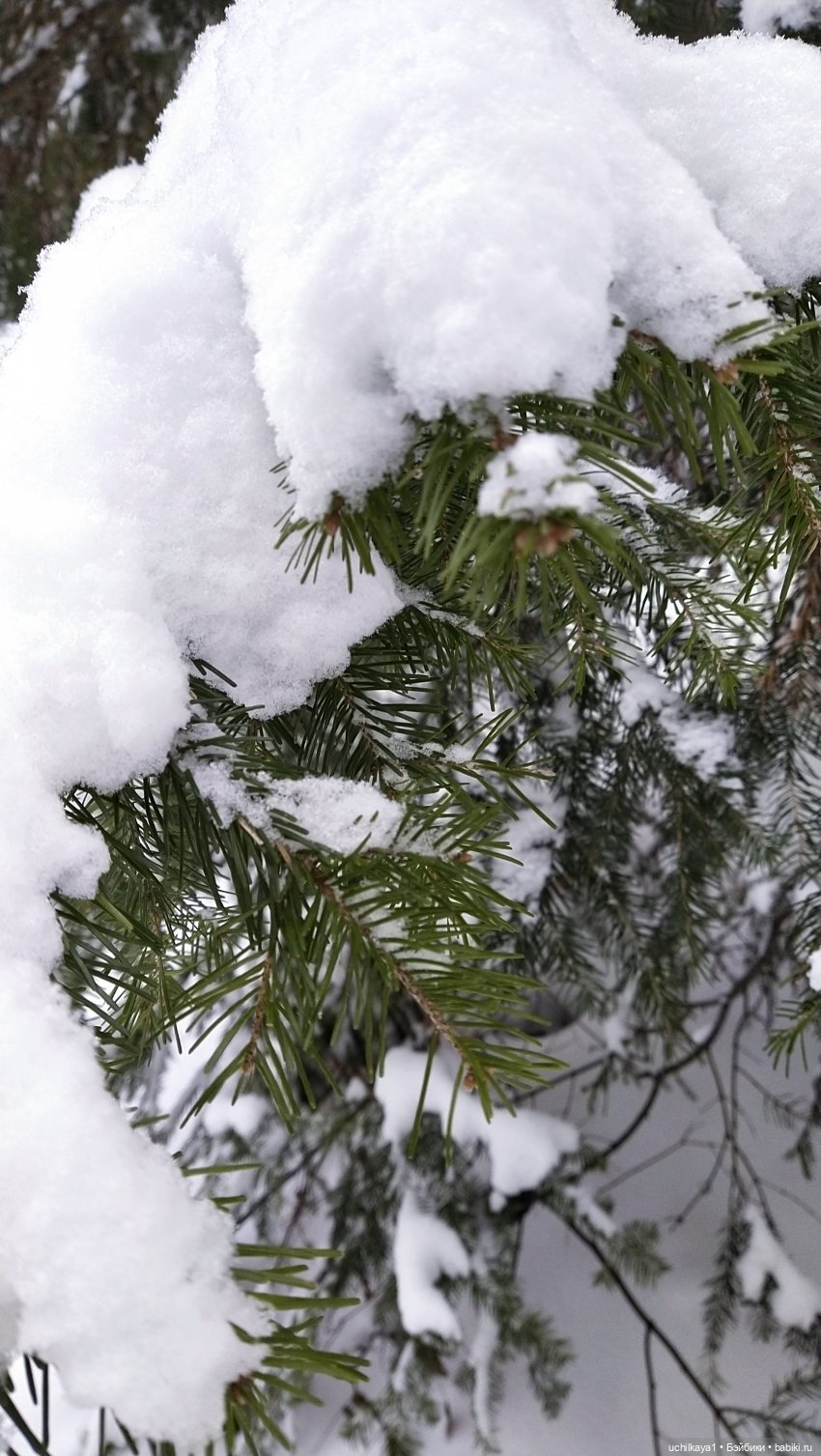 Зимние красоты — Болталка и разговоры обо всем: жизнь (фото 8)