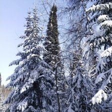 Зимние красоты