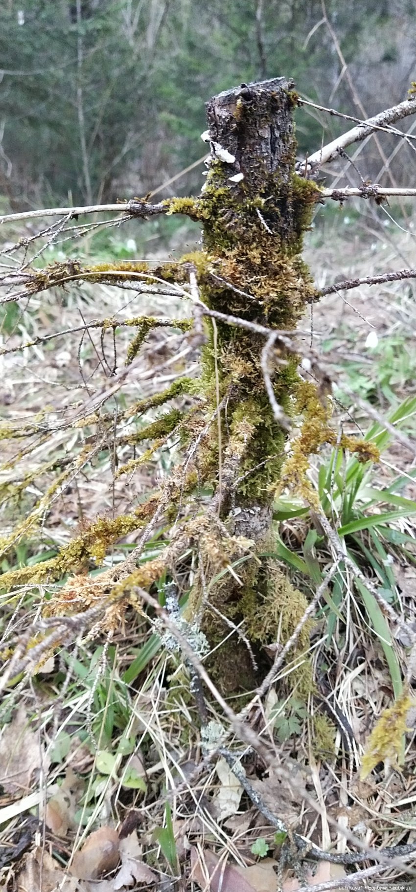 Мирка и Ко. Весна — Куклы Ai Doll и Pangju (Панджу): Tiny BJD (БЖД) (фото 7)