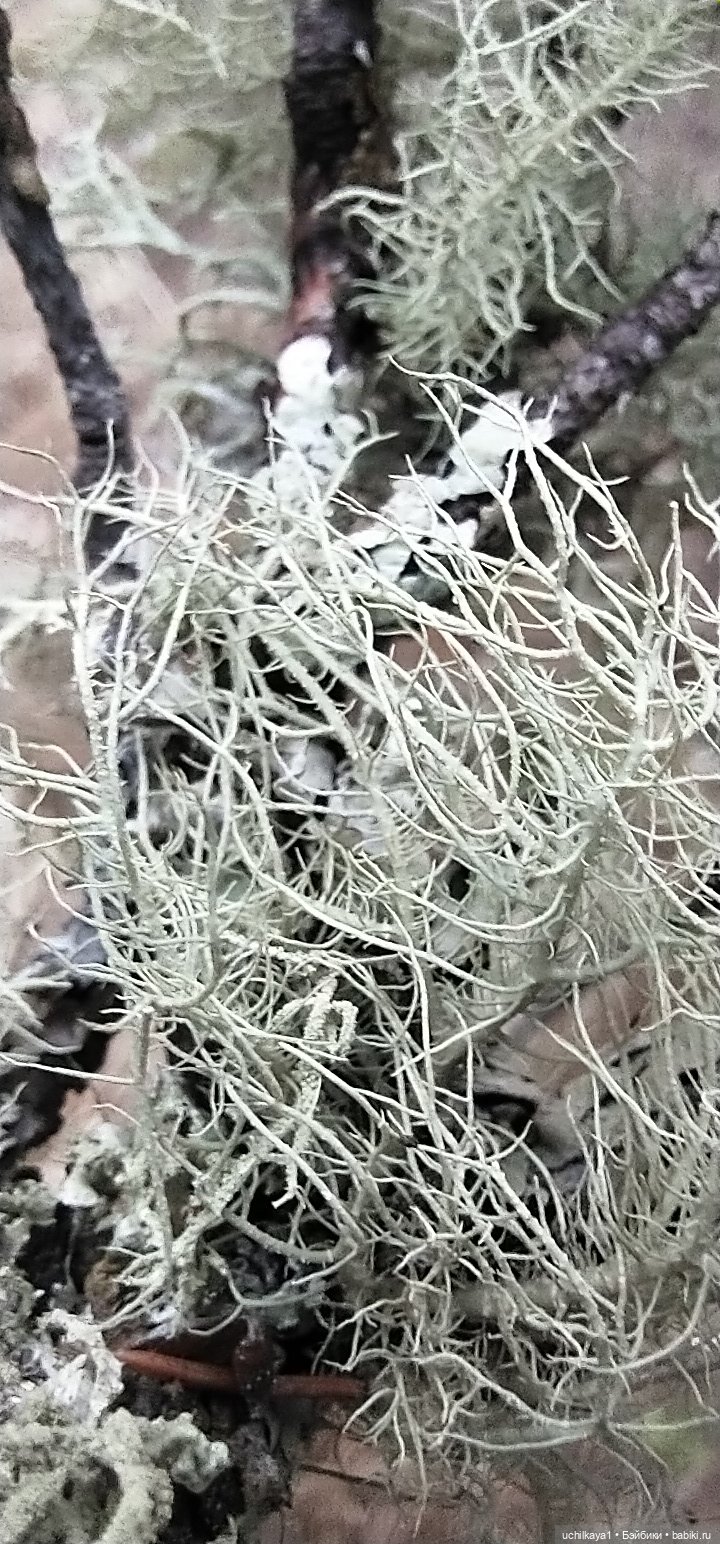 Мирка и Ко. Весна — Куклы Ai Doll и Pangju (Панджу): Tiny BJD (БЖД) (фото 8)