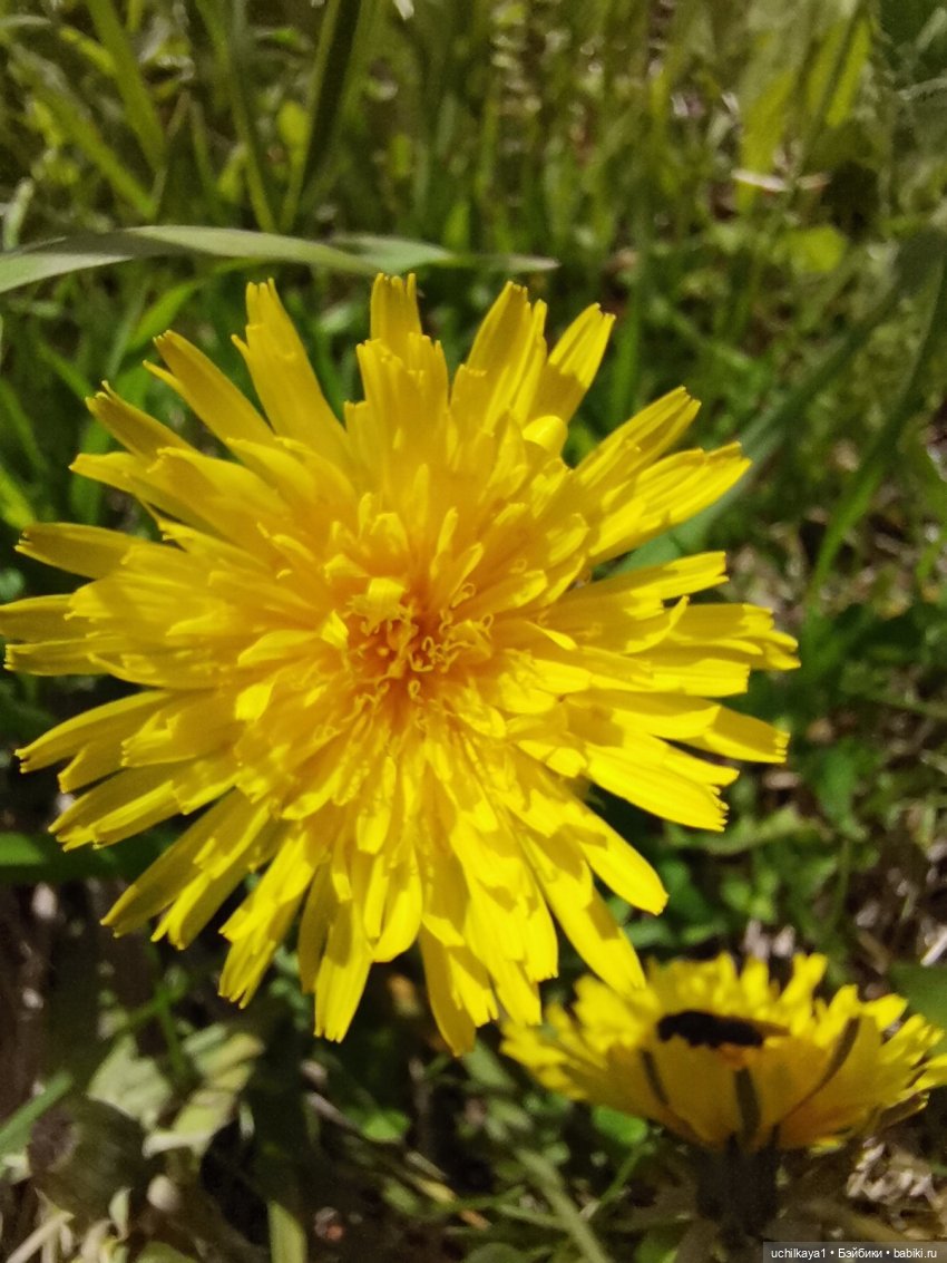 Мирка и Ко. День на природе